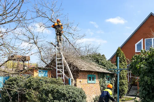 Tree Removal