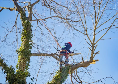 Palm Tree Removal