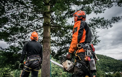 Tree Lopping and Pruning
