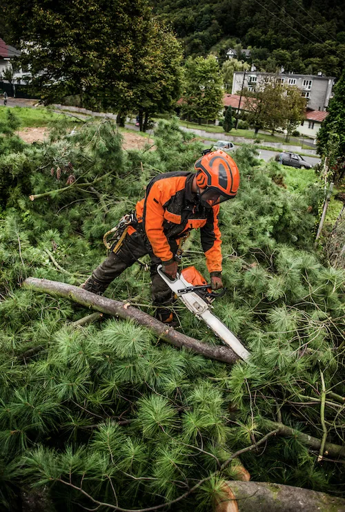 Hedge Trimming and Height Reduction